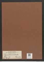 Synedra curvula Kuetz. (de-Toni-Nr.: Genus 66, Species 2649) Zeichnungen Sammlung Grunow Mappe 02846 (Herbarium_W_Grunow_drawings_Folder_02846)